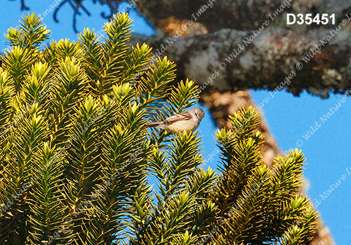 Planalto Tyrannulet (Phyllomyias fasciatus)